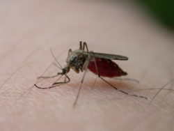 OKC-County Health Department says, “Fight the Bite!”